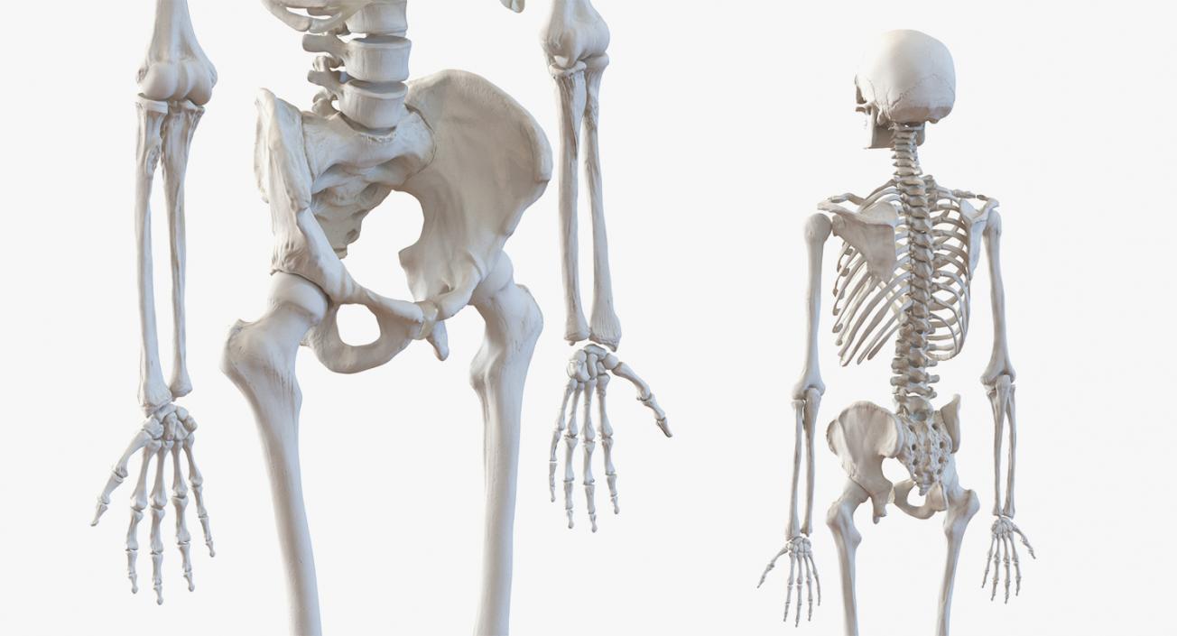 3D Male Anatomy Collection model