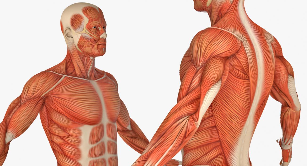 3D Male Anatomy Collection model