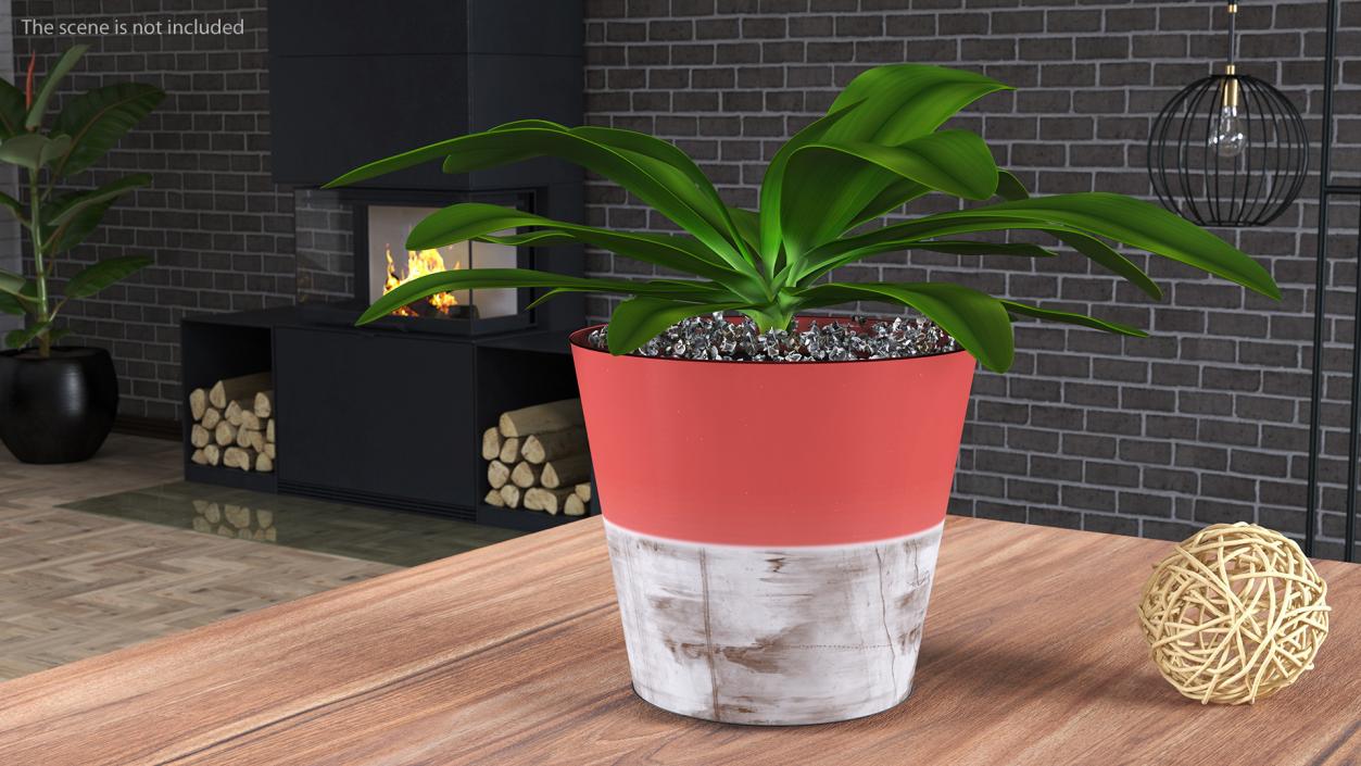 3D Tropical Plant Glauca Cordyline 2 model