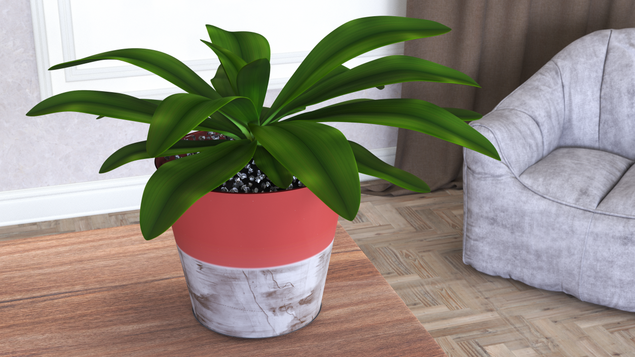 3D Tropical Plant Glauca Cordyline 2 model