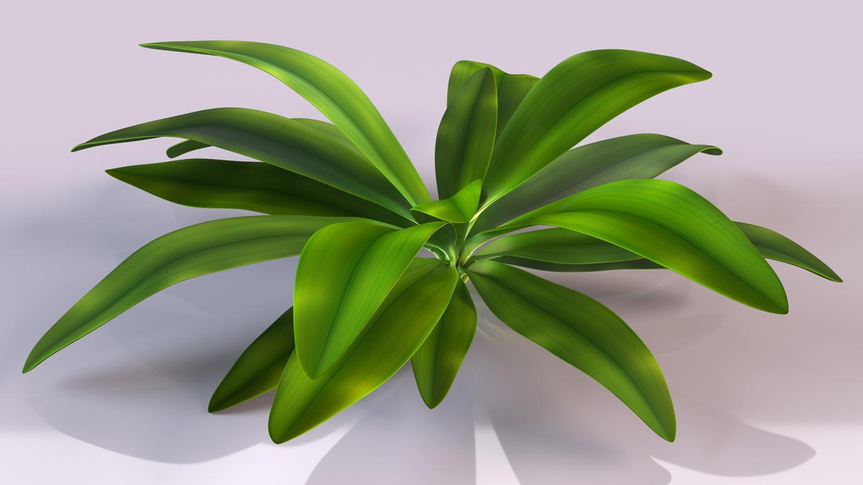 3D Tropical Plant Glauca Cordyline 2 model