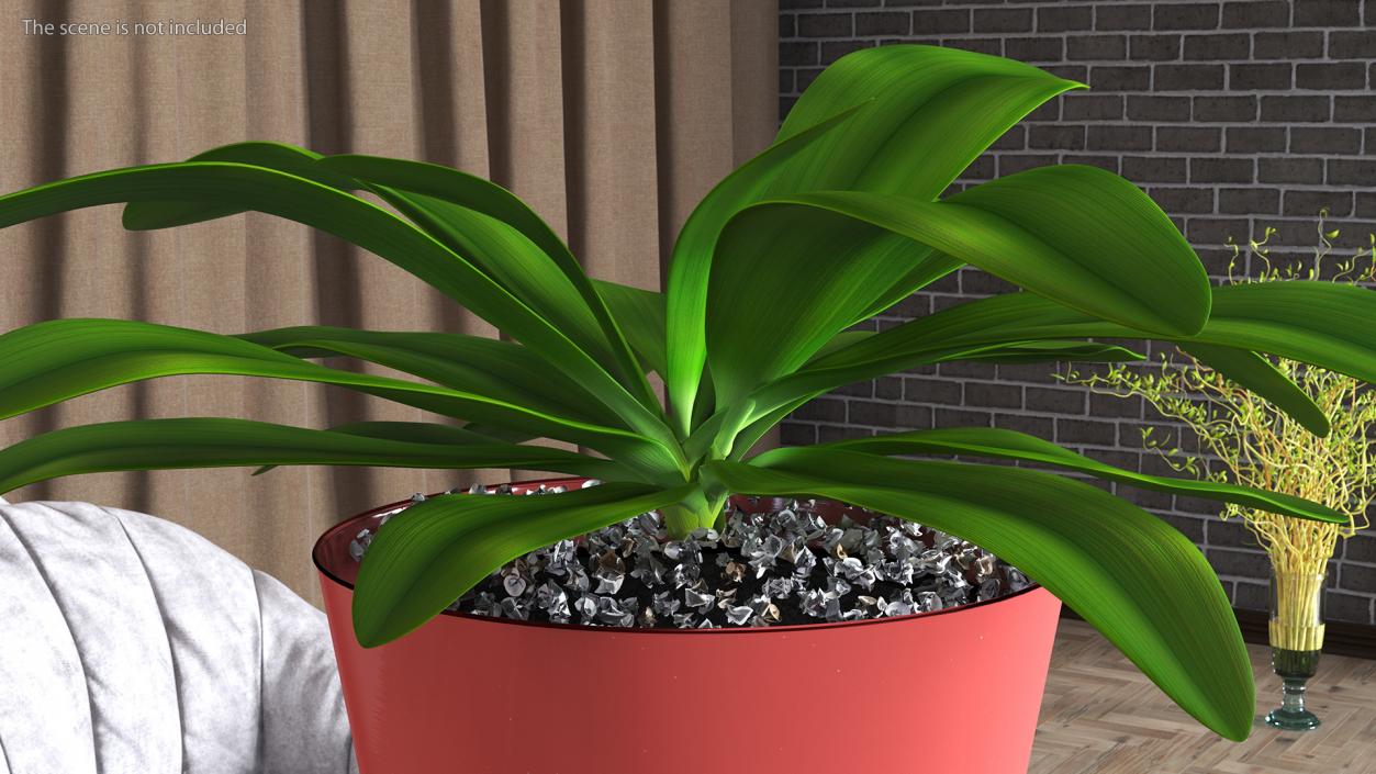 3D Tropical Plant Glauca Cordyline 2 model