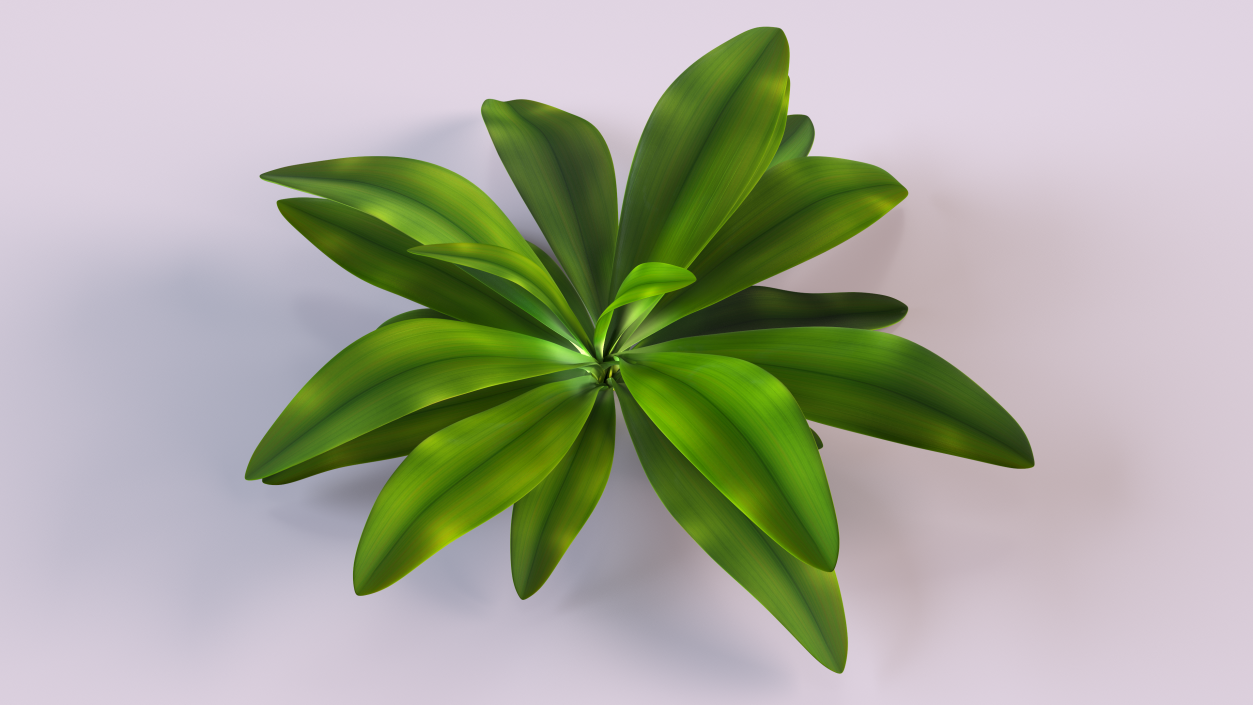 3D Tropical Plant Glauca Cordyline 2 model