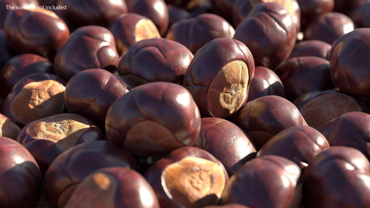 3D Chestnut Seed model