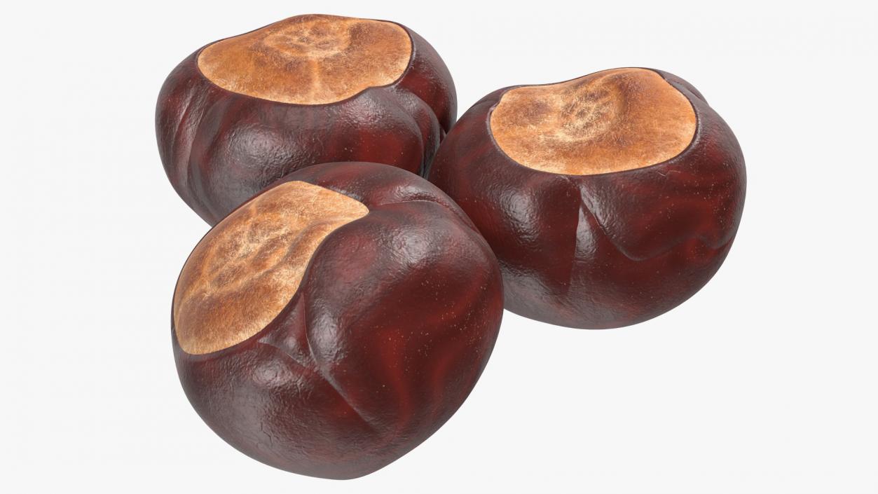 3D Chestnut Seed model