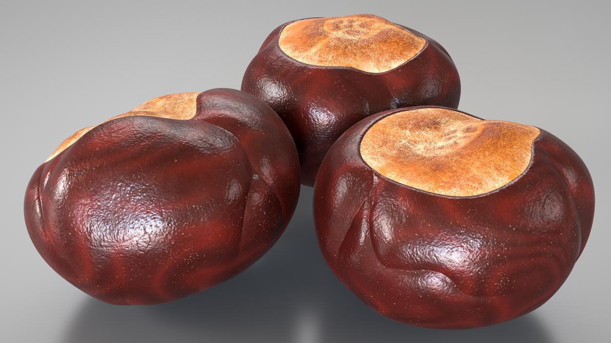 3D Chestnut Seed model