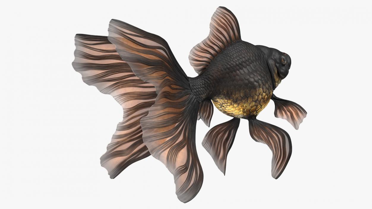 3D Black Moor Goldfish Swimming Pose model