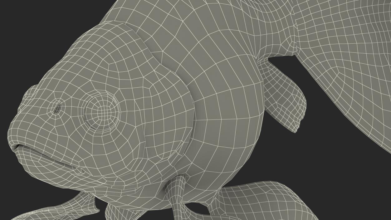 3D Black Moor Goldfish Swimming Pose model