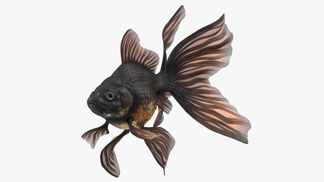 3D Black Moor Goldfish Swimming Pose model