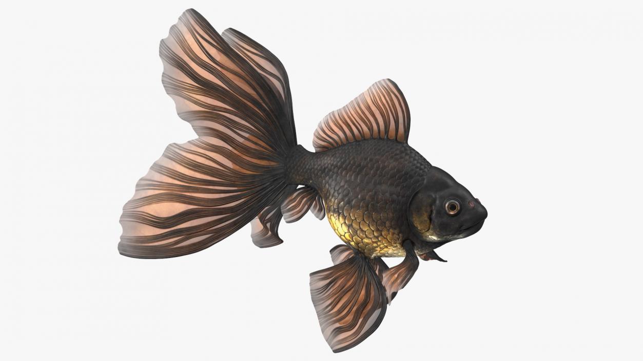 3D Black Moor Goldfish Swimming Pose model