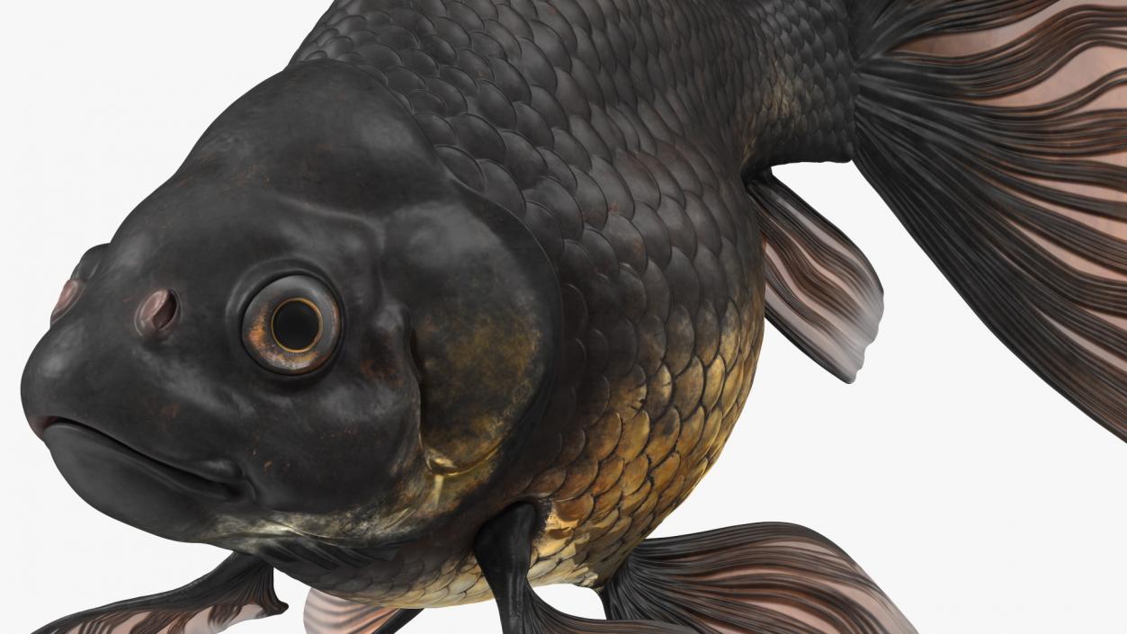 3D Black Moor Goldfish Swimming Pose model