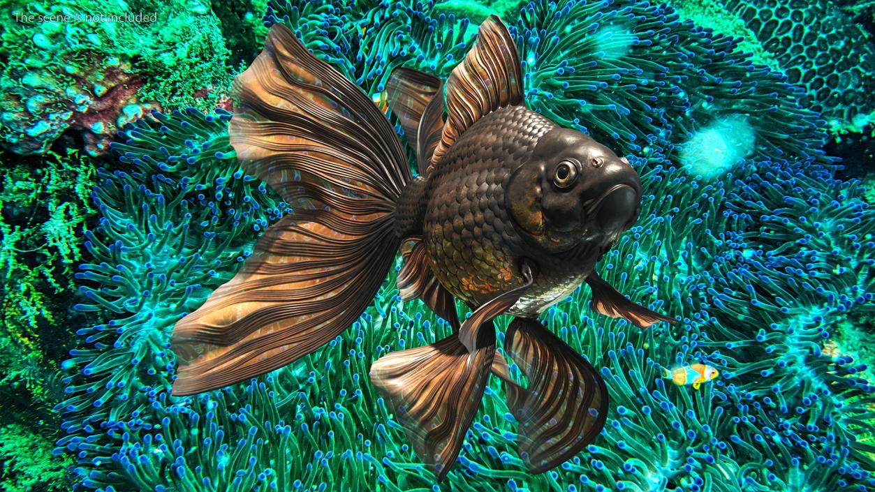 3D Black Moor Goldfish Swimming Pose model