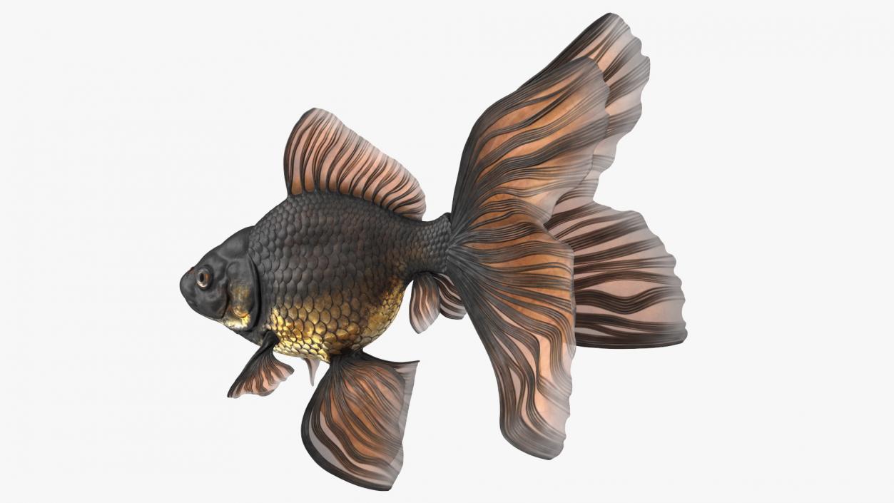 3D Black Moor Goldfish Swimming Pose model