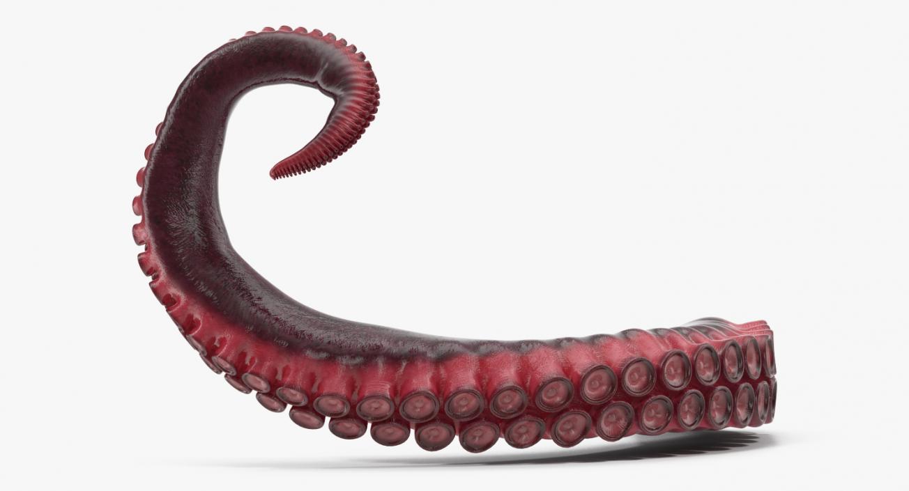 Tentacle of Octopus 3D model