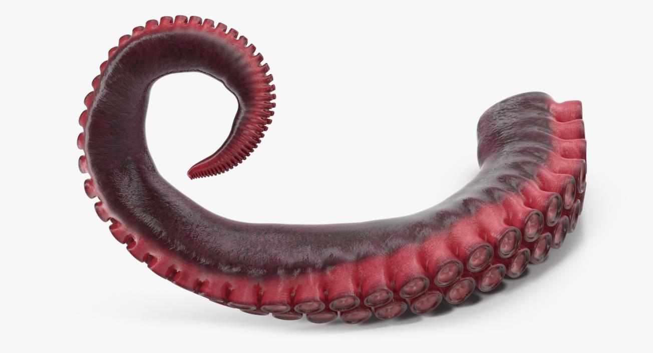 Tentacle of Octopus 3D model