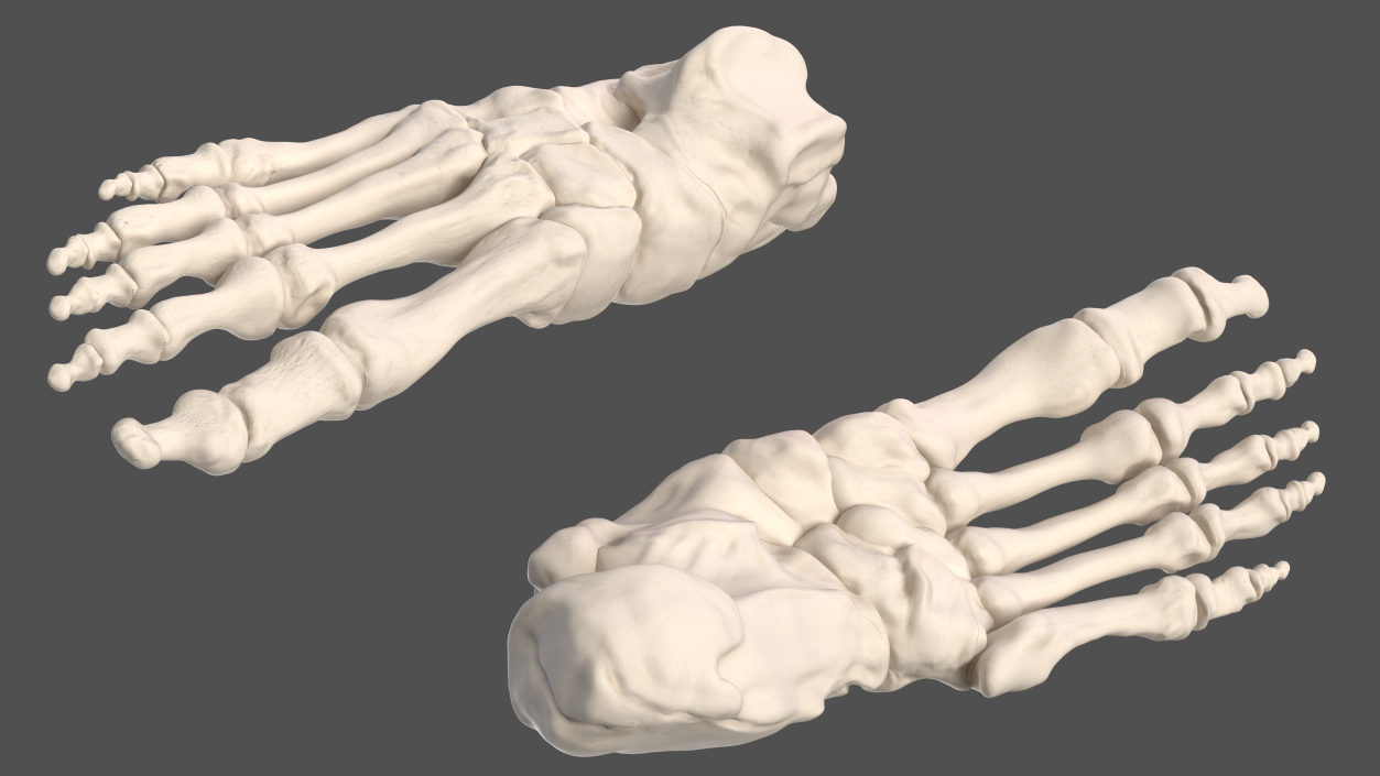 Male Skeleton and Nervous System 3D