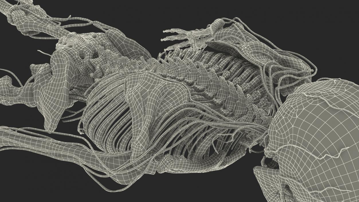 Male Skeleton and Nervous System 3D