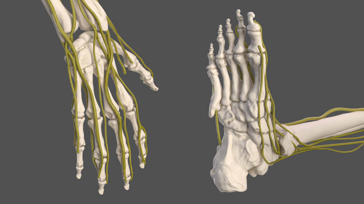 Male Skeleton and Nervous System 3D