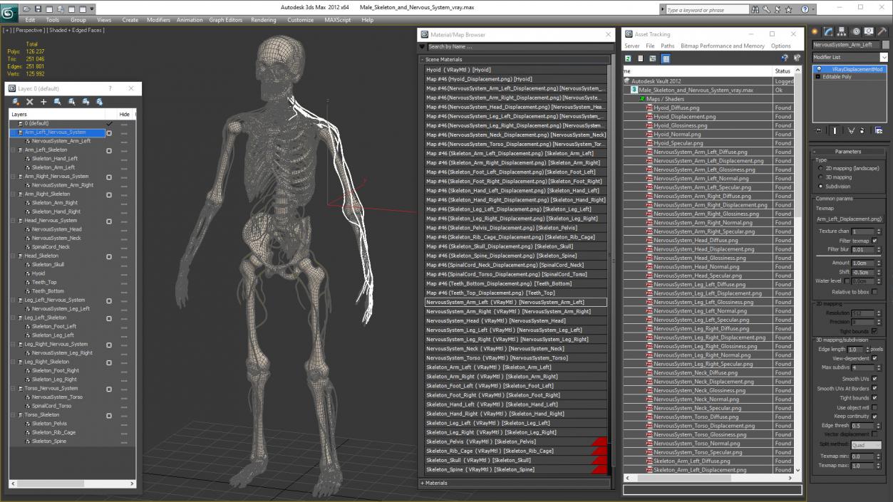 Male Skeleton and Nervous System 3D