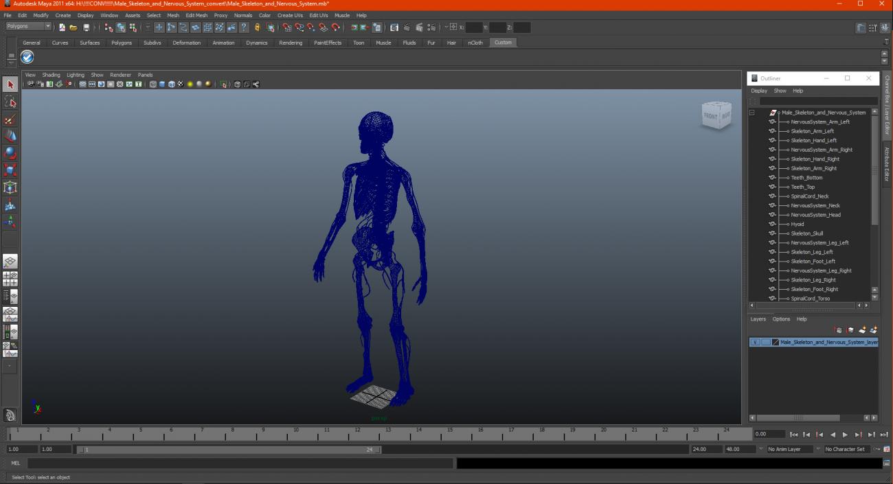 Male Skeleton and Nervous System 3D