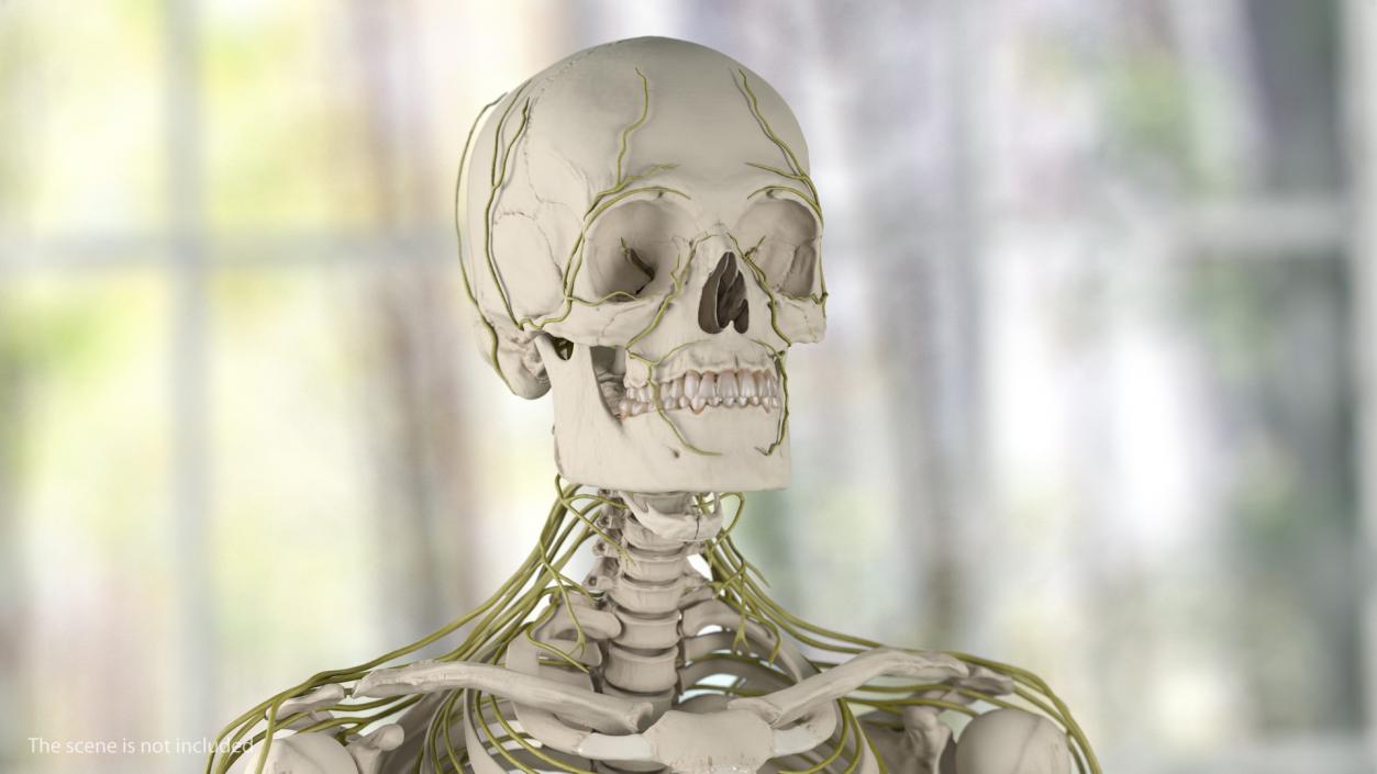 Male Skeleton and Nervous System 3D