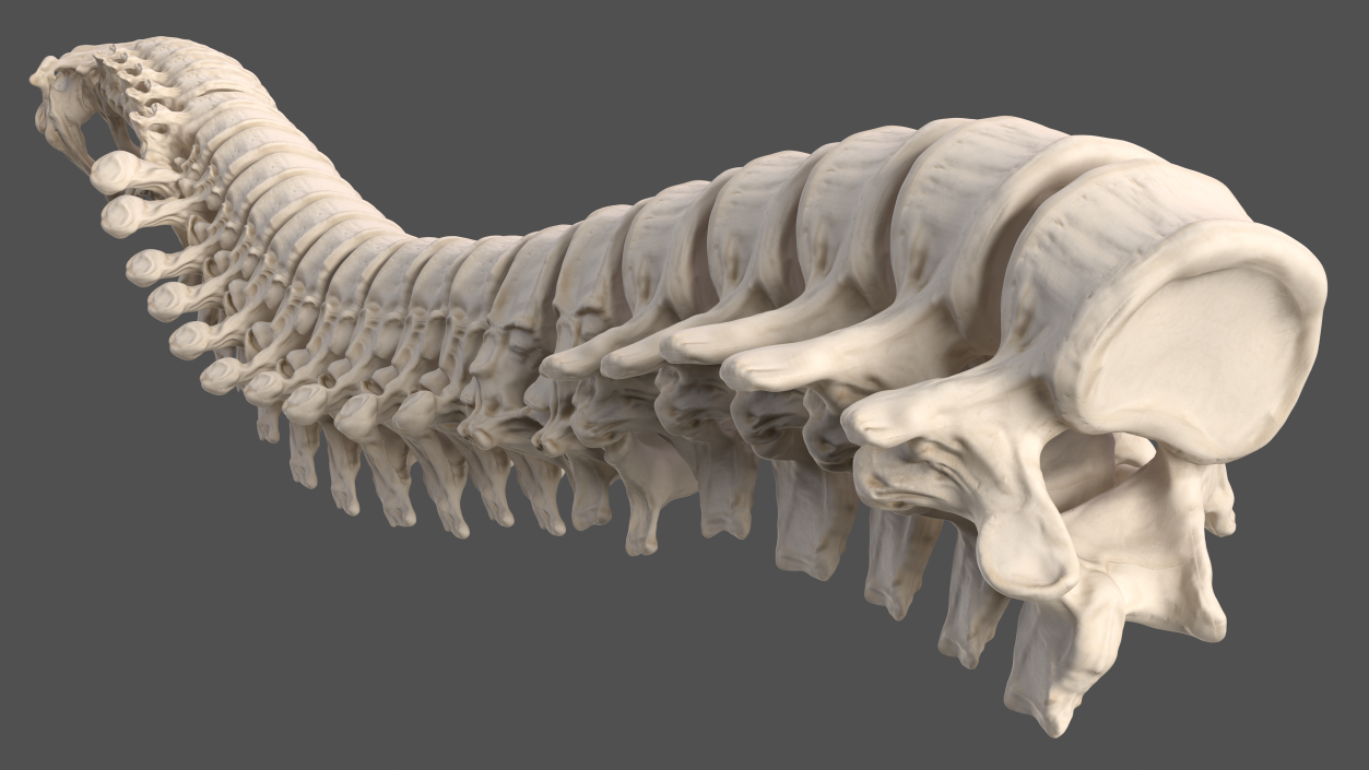 Male Skeleton and Nervous System 3D