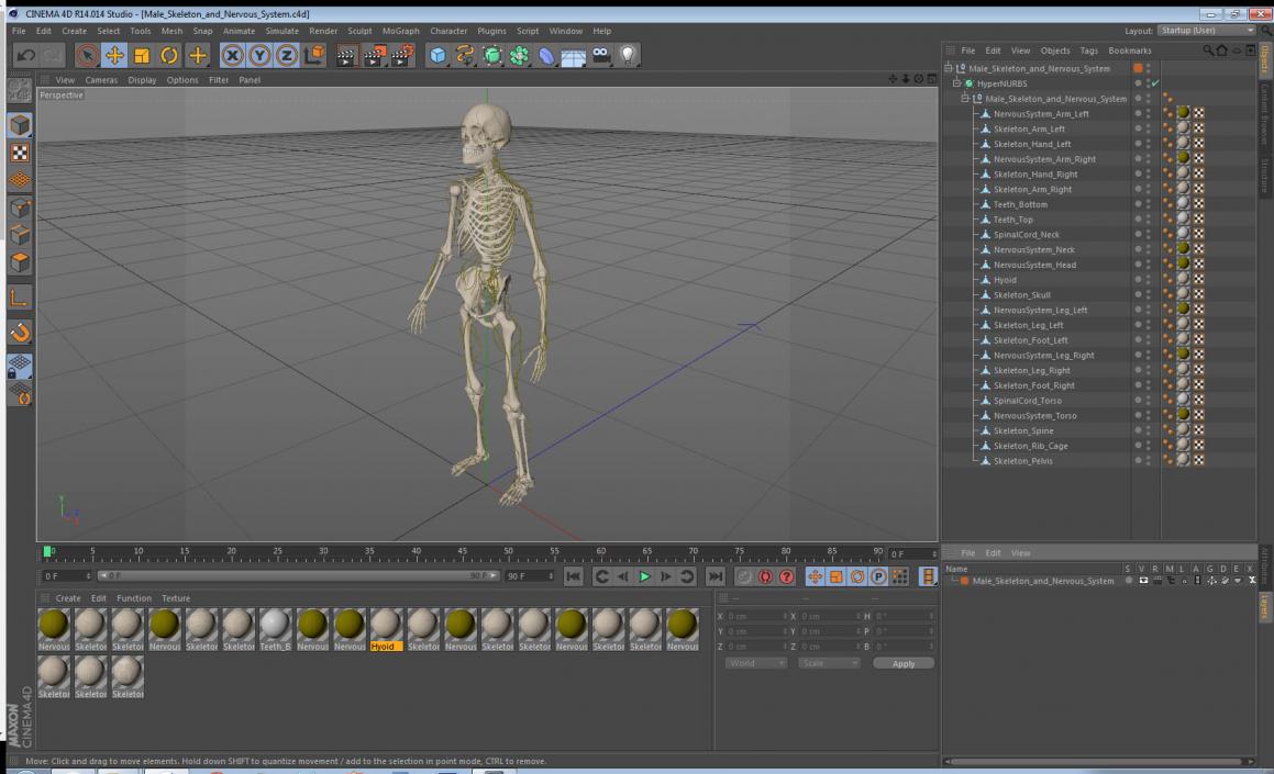 Male Skeleton and Nervous System 3D