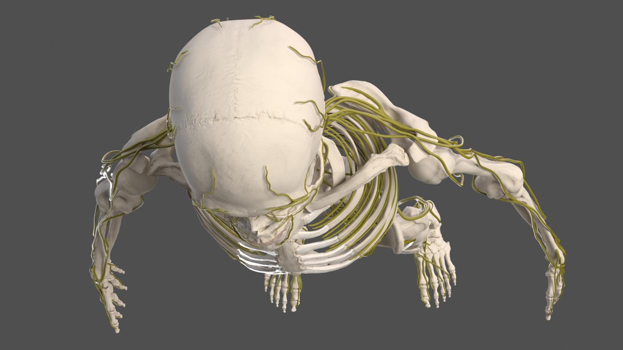 Male Skeleton and Nervous System 3D