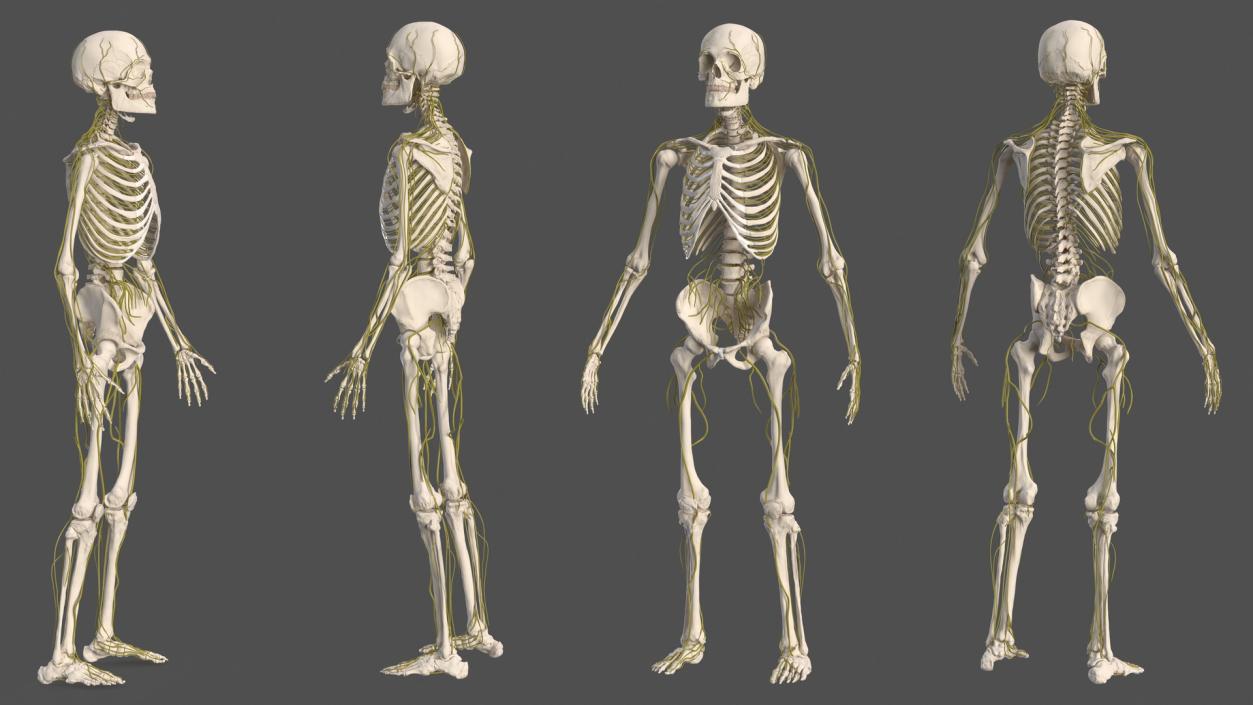 Male Skeleton and Nervous System 3D