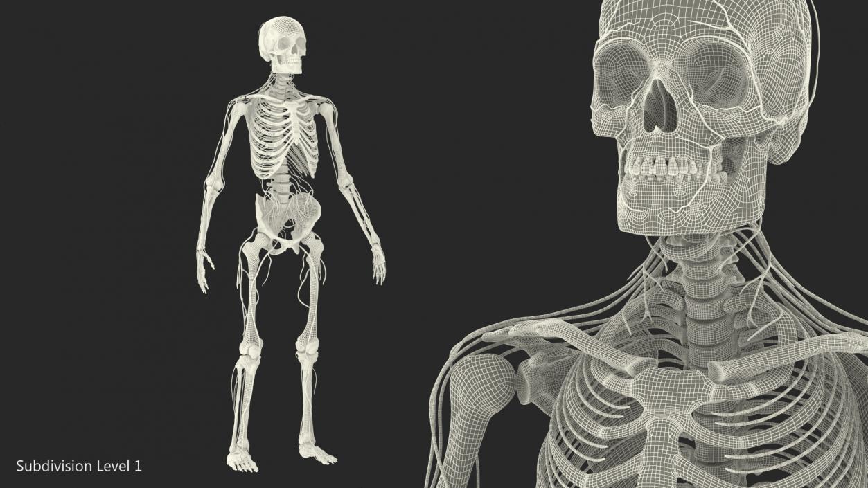 Male Skeleton and Nervous System 3D