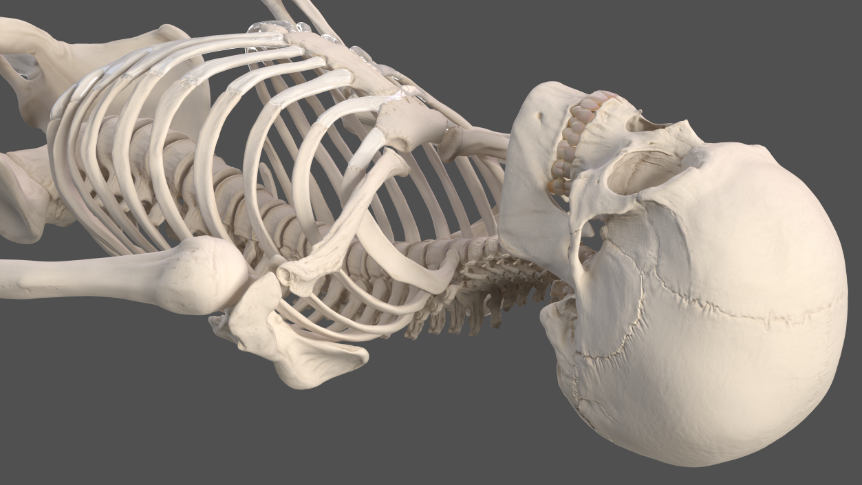 Male Skeleton and Nervous System 3D