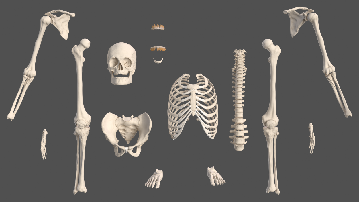 Male Skeleton and Nervous System 3D