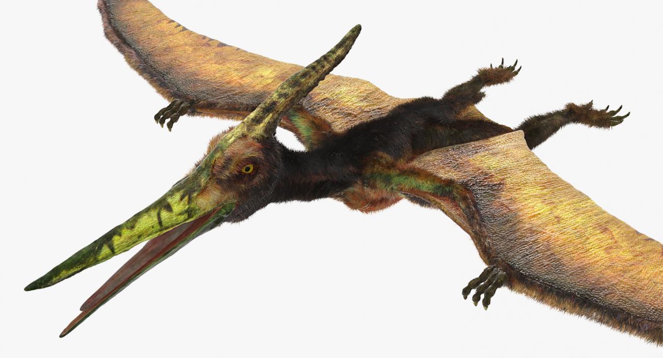 3D Pteranodon Flying Carnivorous Reptile with Fur