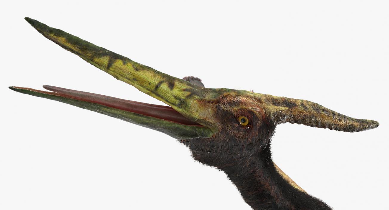 3D Pteranodon Flying Carnivorous Reptile with Fur