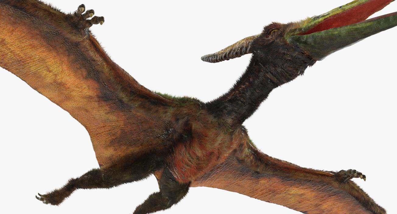 3D Pteranodon Flying Carnivorous Reptile with Fur