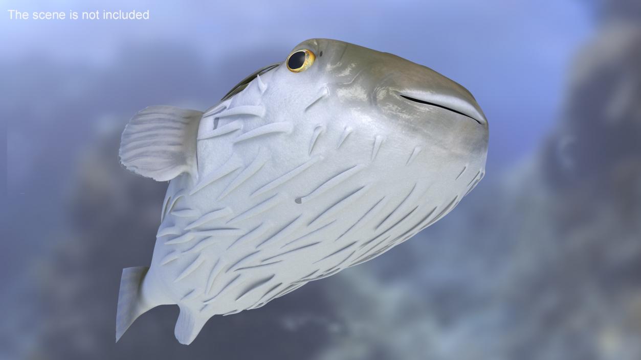 3D Puffer Fish