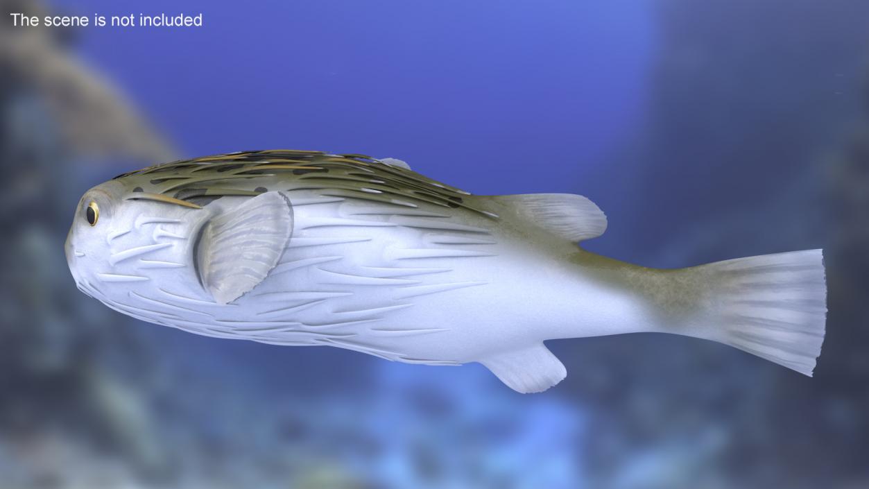 3D Puffer Fish