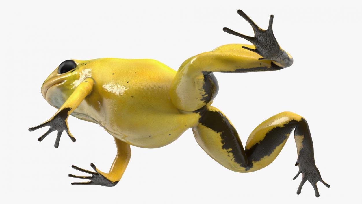 3D Golden Dart Frog Rigged model