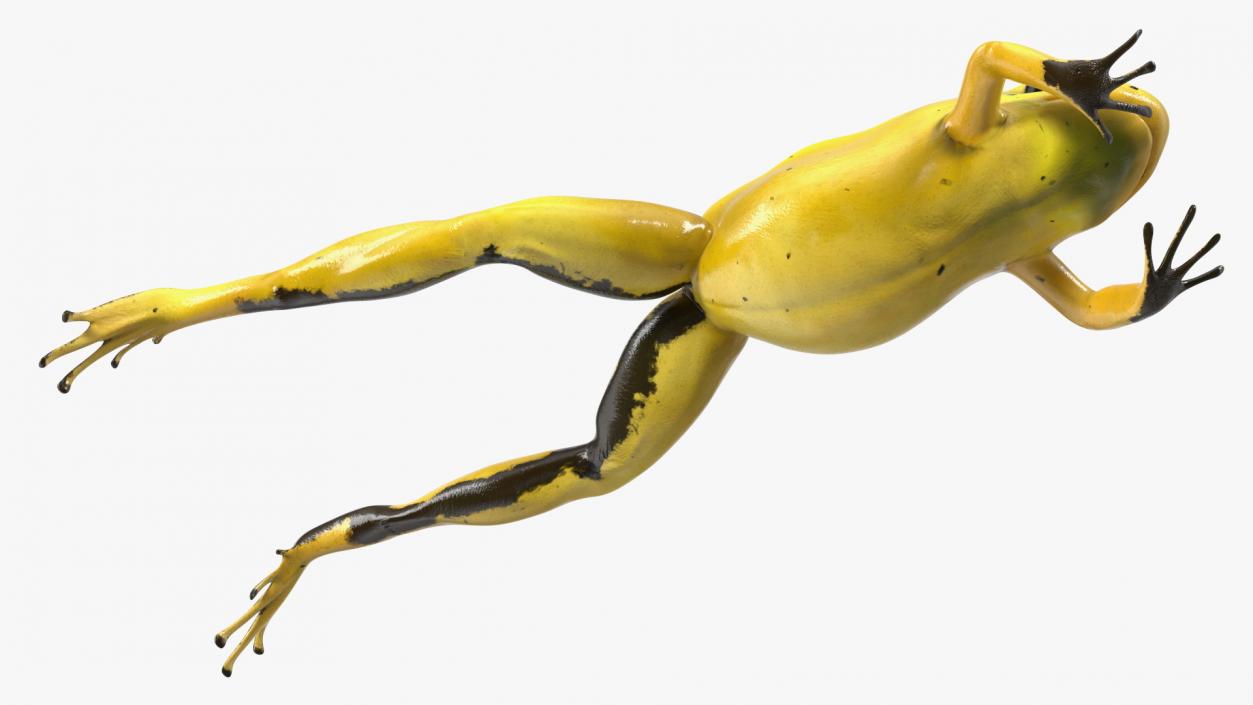 3D Golden Dart Frog Rigged model