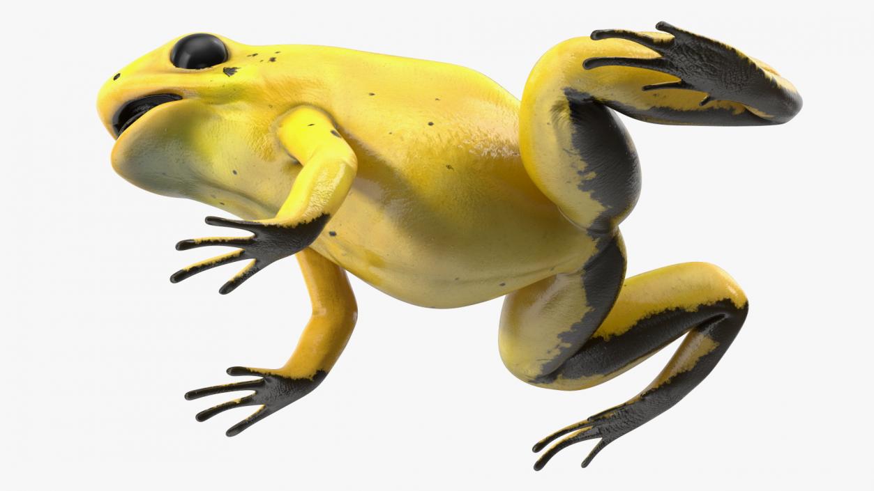 3D Golden Dart Frog Rigged model