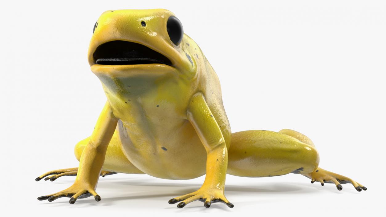 3D Golden Dart Frog Rigged model