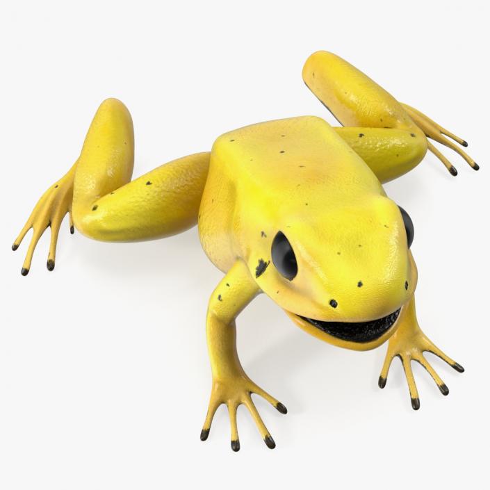 3D Golden Dart Frog Rigged model