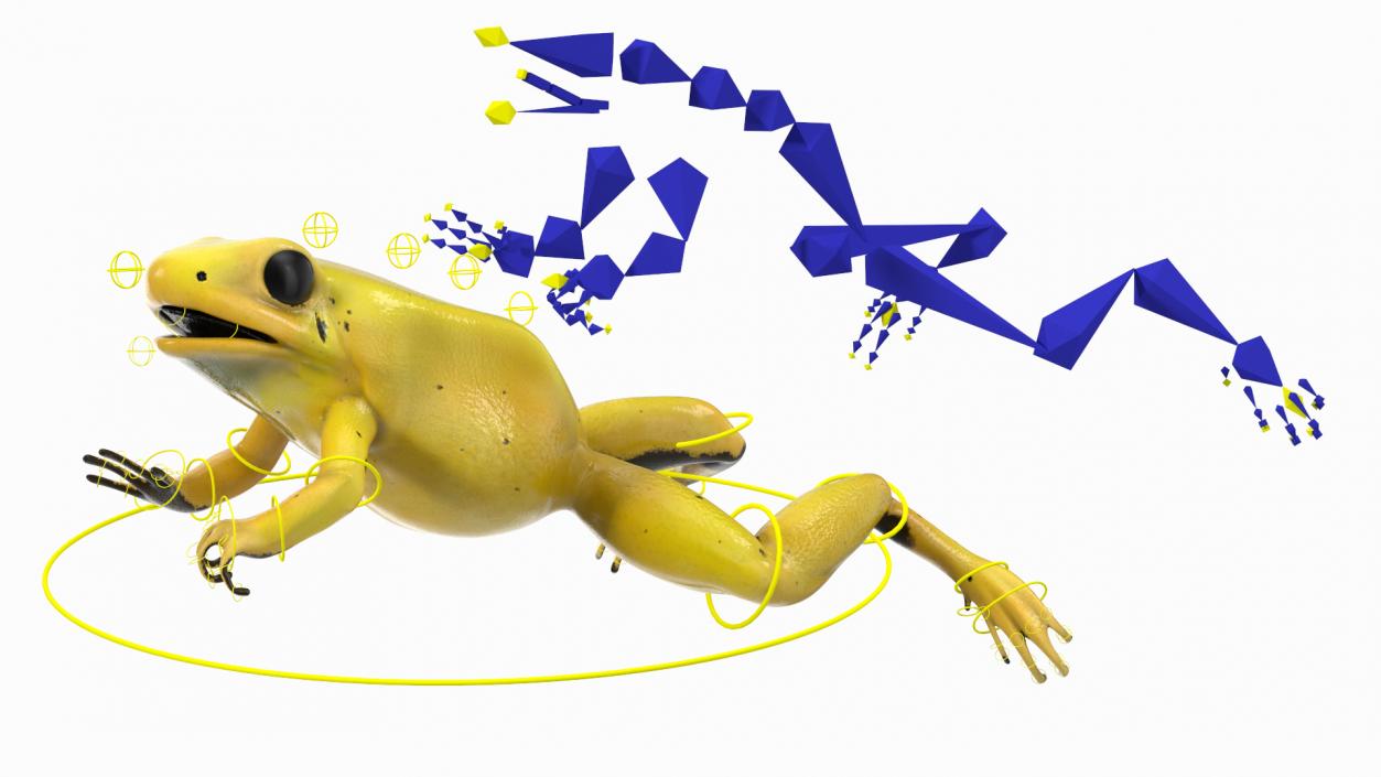 3D Golden Dart Frog Rigged model