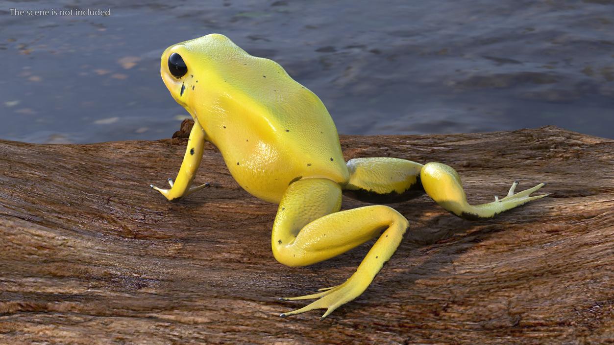 3D Golden Dart Frog Rigged model