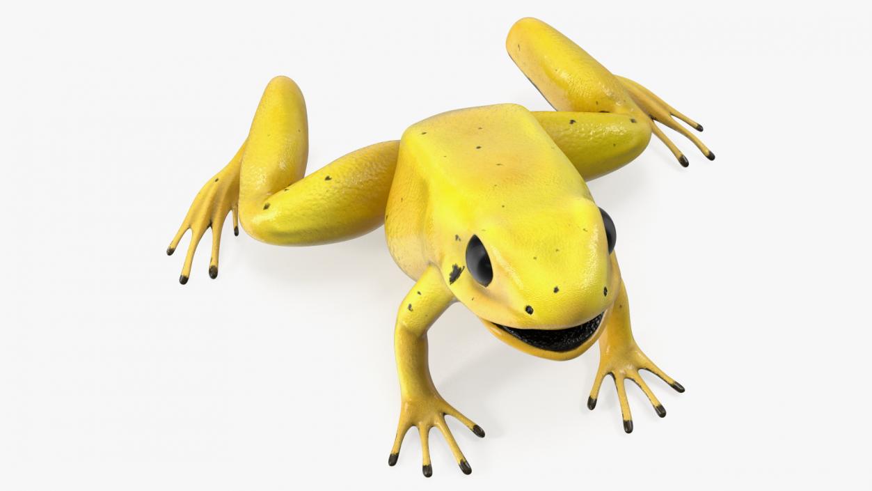 3D Golden Dart Frog Rigged model