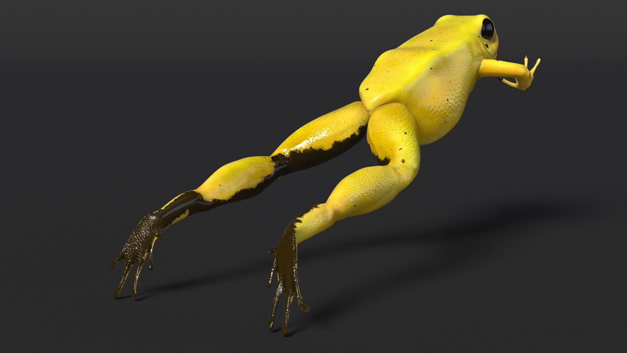 3D Golden Dart Frog Rigged model