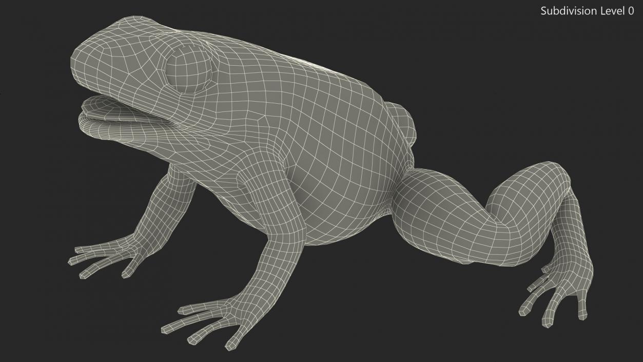 3D Golden Dart Frog Rigged model