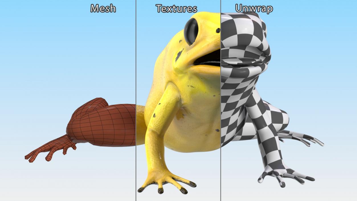 3D Golden Dart Frog Rigged model