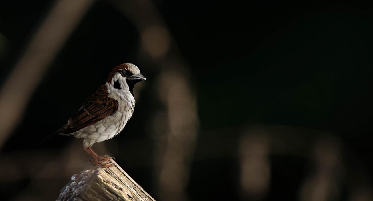 3D Sparrow Standing Pose