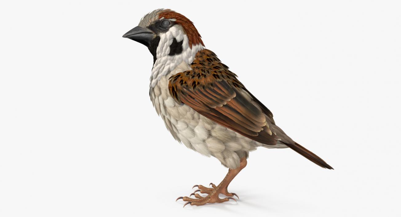 3D Sparrow Standing Pose